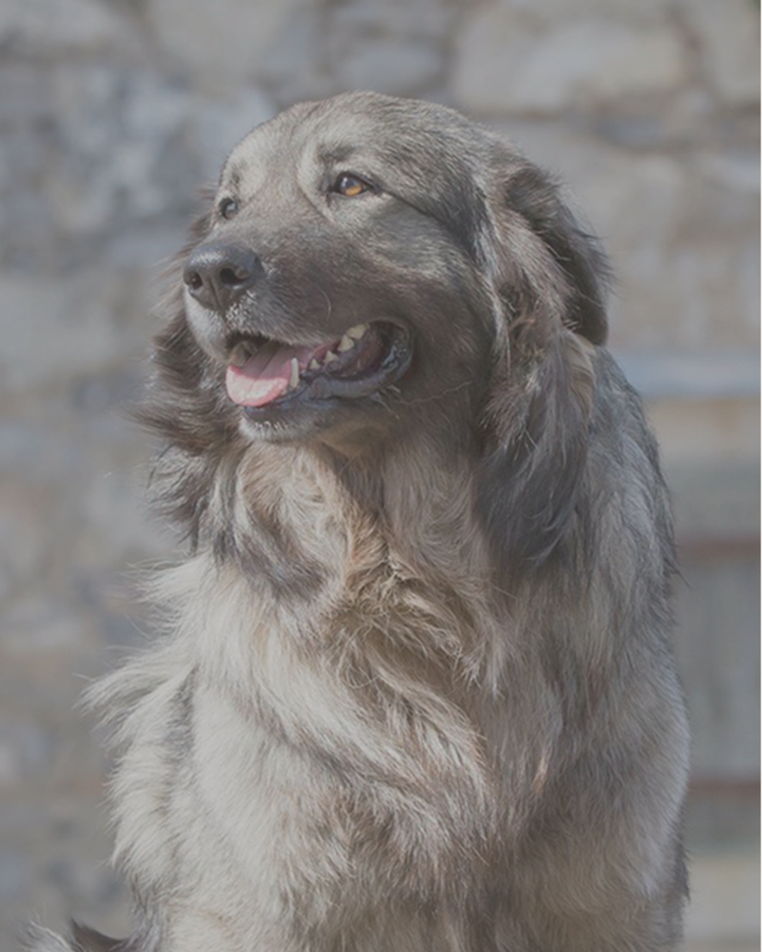 Spring Karst Winner mostra canina internazionale per tutte le razze