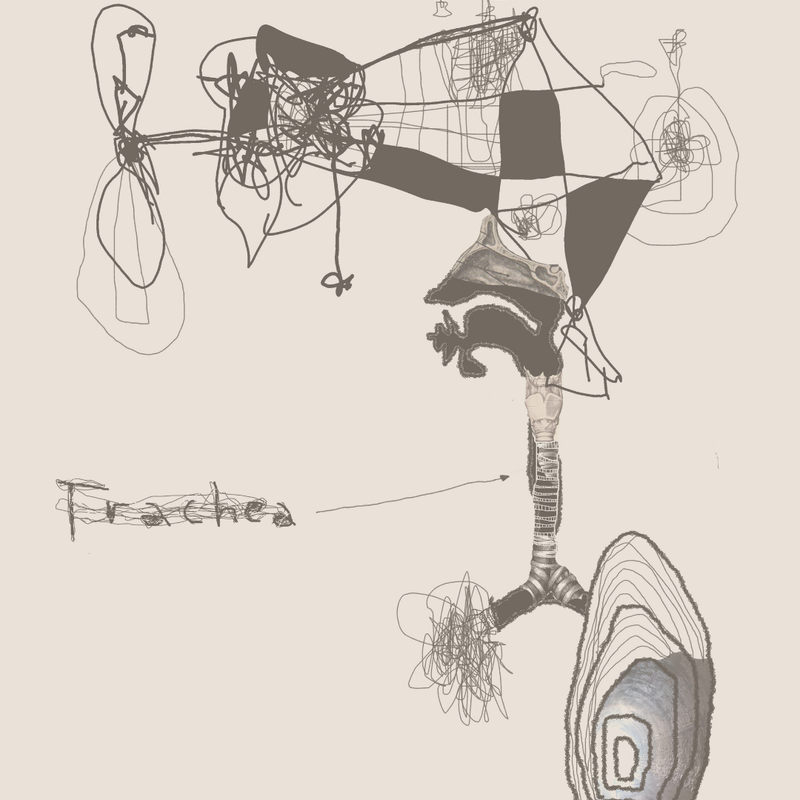 Enej Gala, Tomi Novak: Trachea