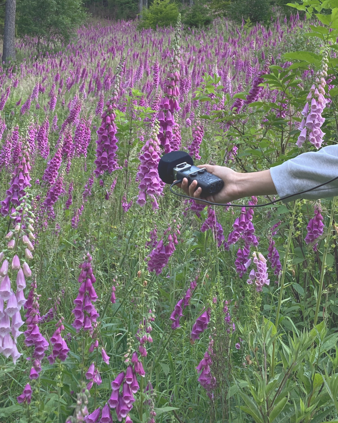 Academy of Margins Summer School: Radio Gardening Academy of Margins Summer School: Radio Gardening