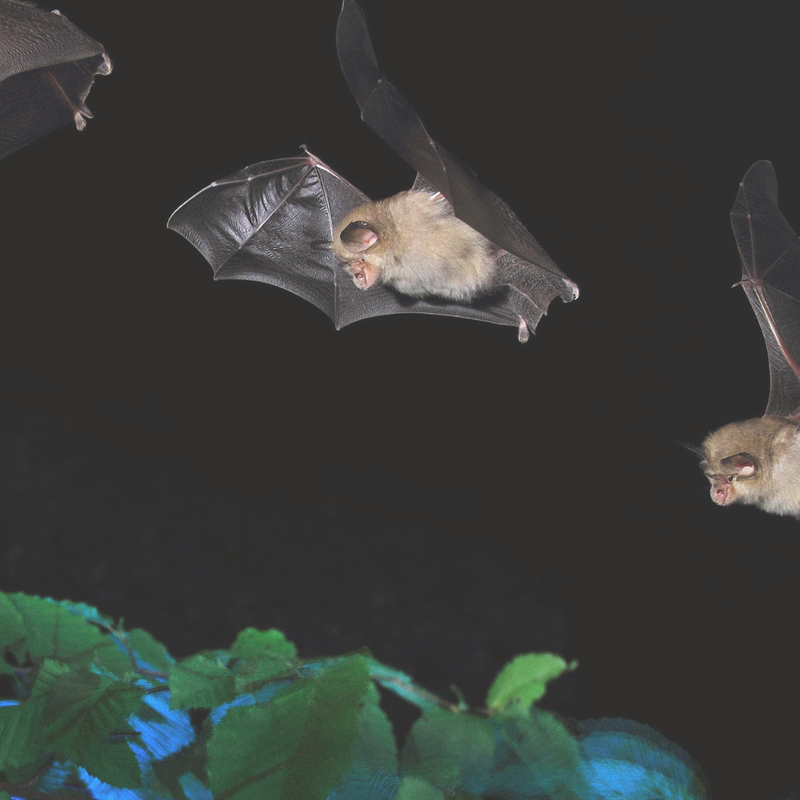 Notte internazionale dei pipistrelli al Castello di Rihemberk