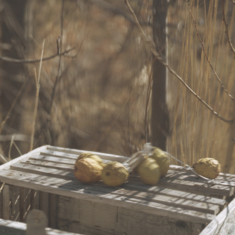 Atlas of Forgotten Orchards – project presentation