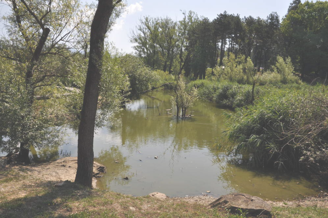 BOROV GOZDIČEK BOROV GOZDIČEK