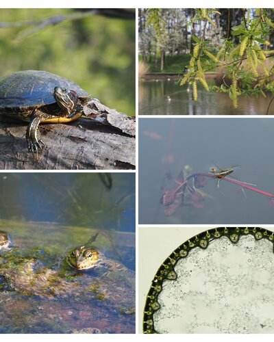 Nature workshop for children and families “Ponds – an important but threatened habitat”