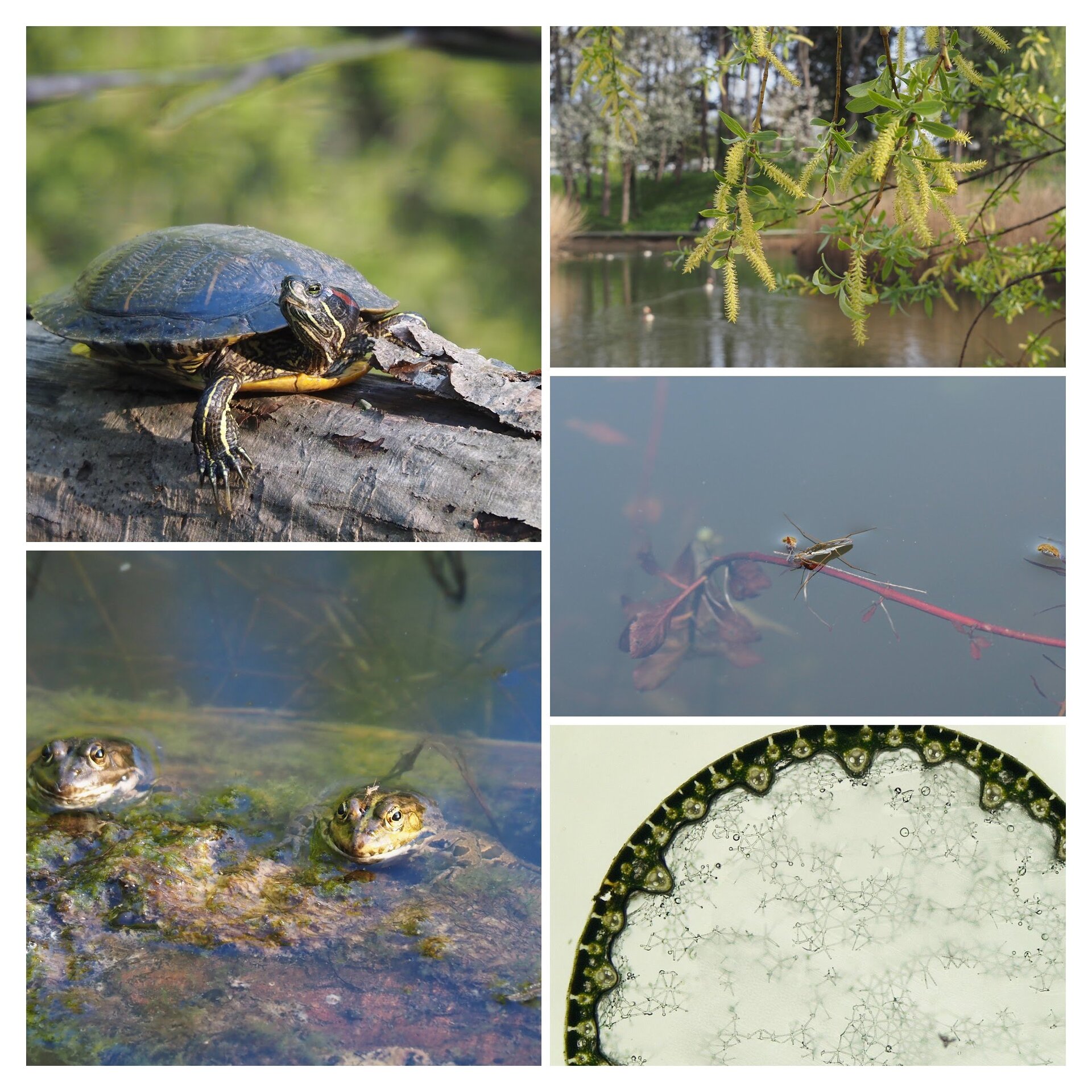 Naravoslovna delavnica za otroke in družine »Mlake – pomembno, a ogroženo življensko okolje«