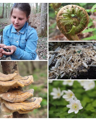 Nature workshop for children and families “Forest – where the familiar meets the foreign”