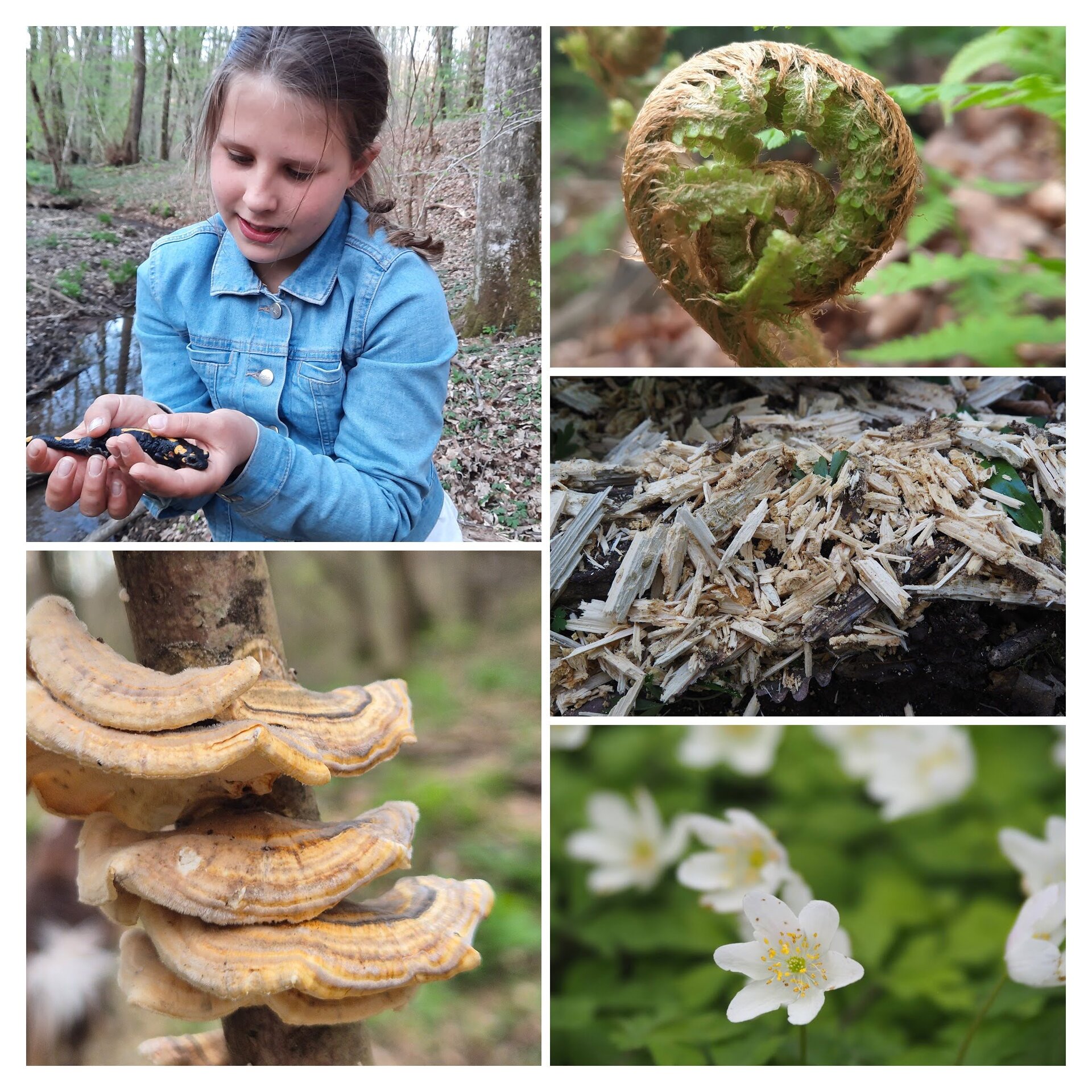 Nature workshop for children and families “Forest – where the familiar meets the foreign”