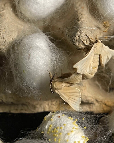 Premiere of the Documentary Film “Svilena prihodnost”