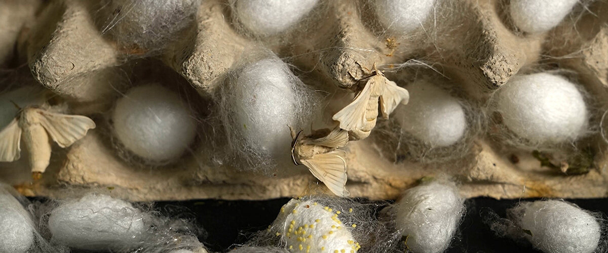 Premiere del documentario “Svilena prihodnost”