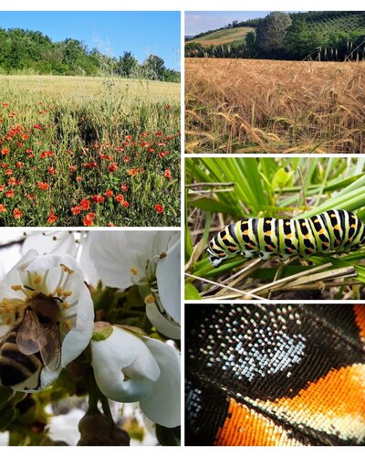 Agricultural Landscape – Life Between the Fields and Orchards 