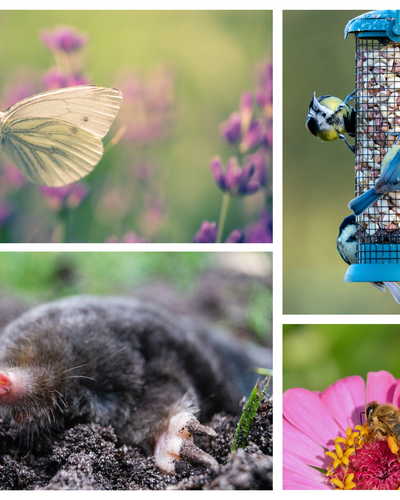 Laboratorio naturalistico per bambini e famiglie “Parchi e giardini – la vita nascosta intorno a noi” (Progetto GOmini)