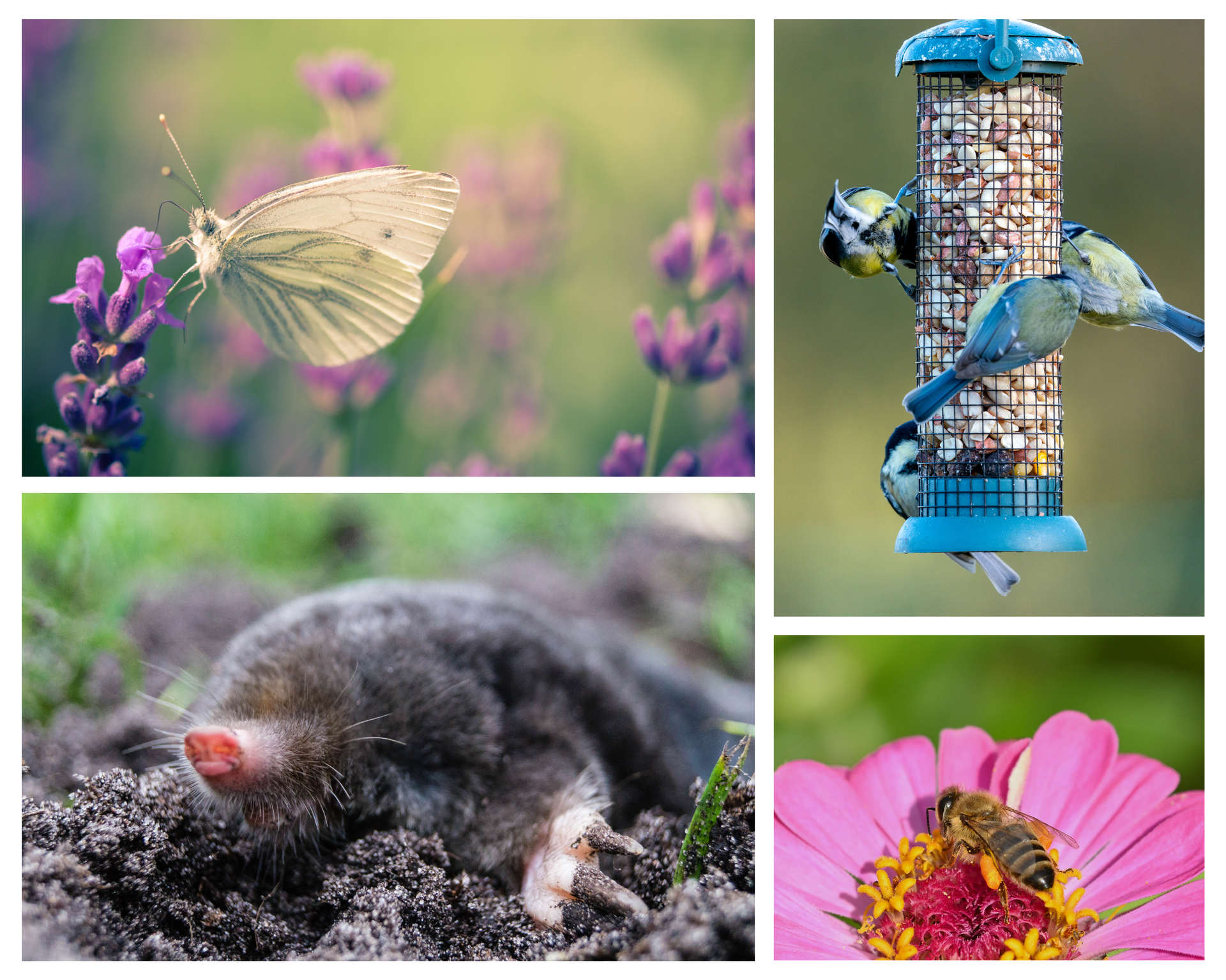 Wildlife workshop for children and families “Parks and Gardens – The Hidden Life Around Us” (Project GOmini)