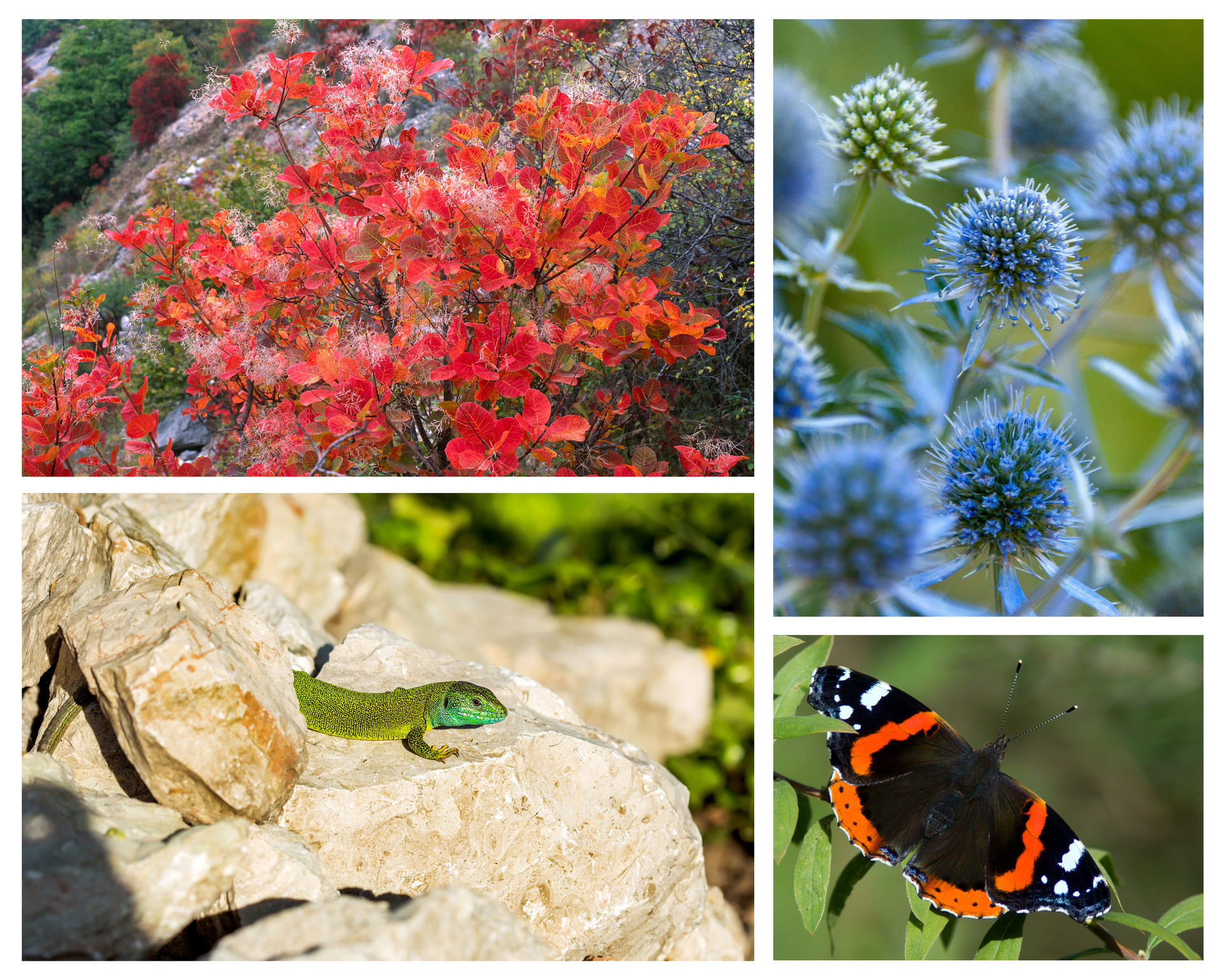 Wildlife workshop for children and families “Karst – A Mosaic of Life”