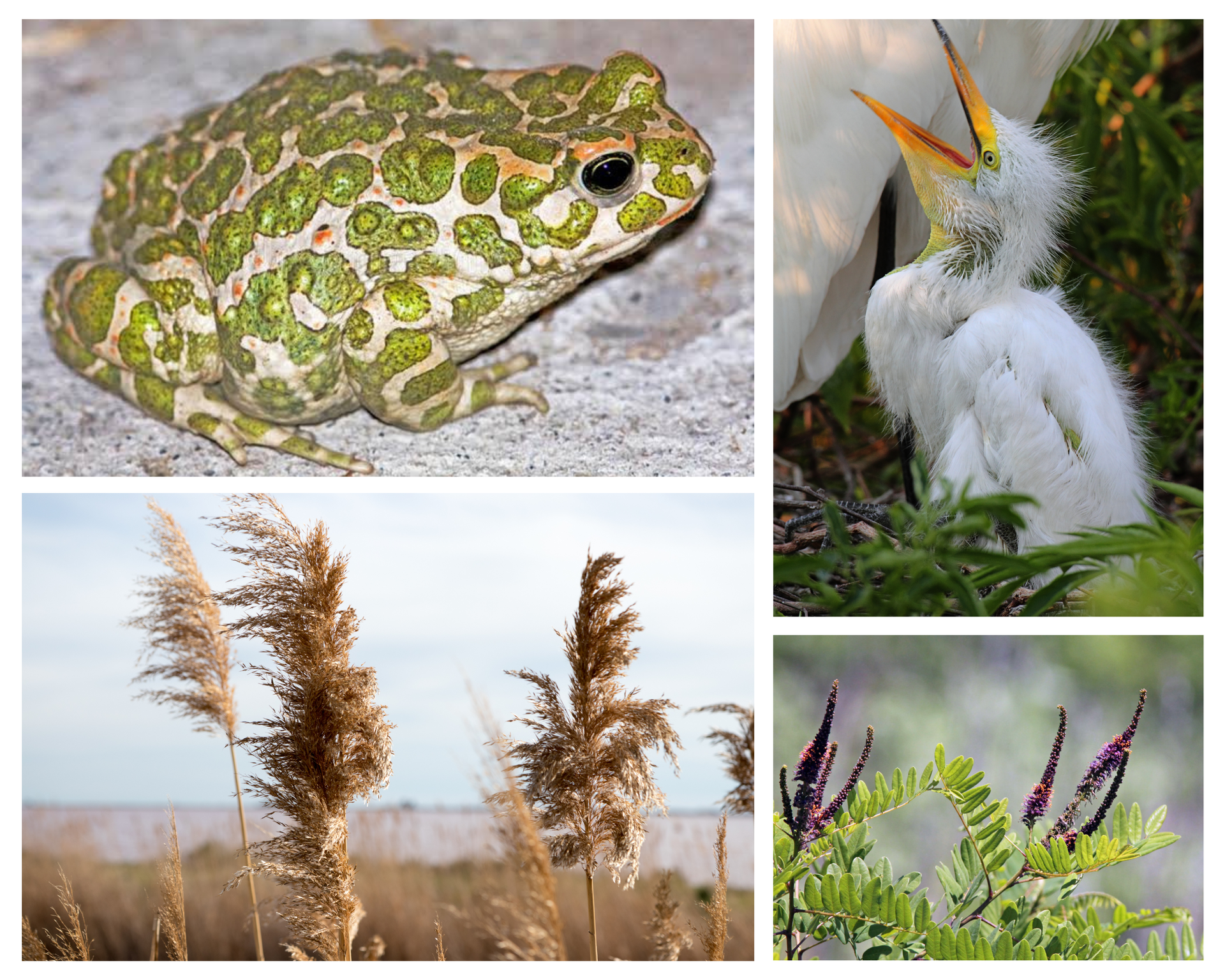 Nature workshop for children and families “Coastal Wetlands – Between Sea and Land”