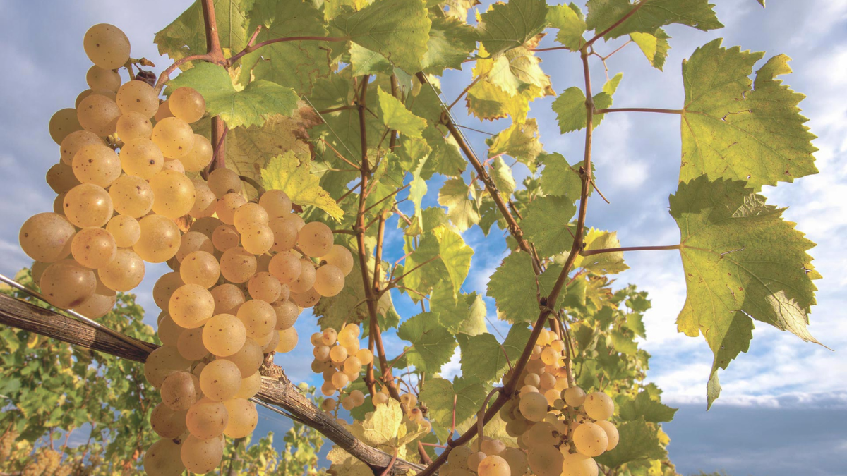 Atlas of Forgotten Orchards