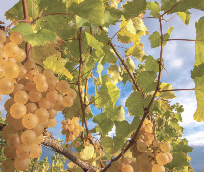 Atlas of Forgotten Orchards