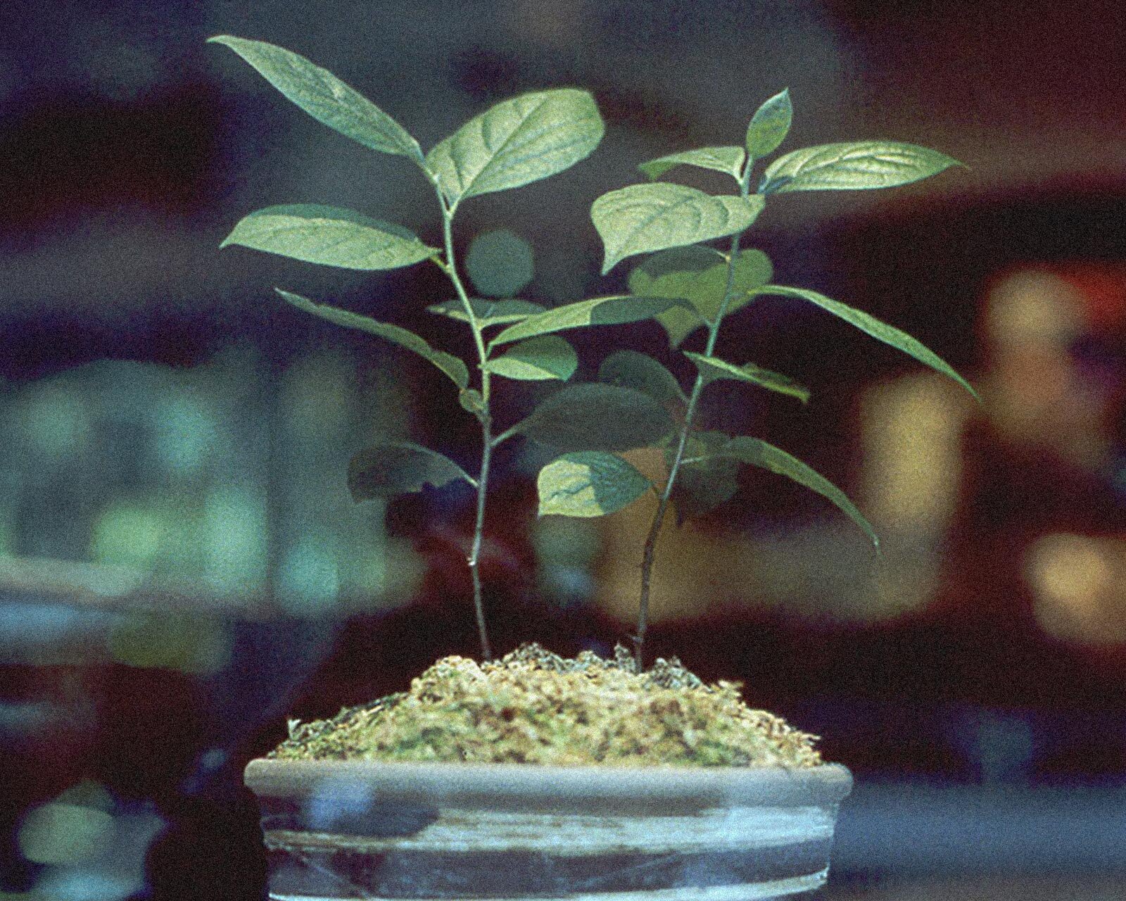 Revive Time: Kaki Tree Project