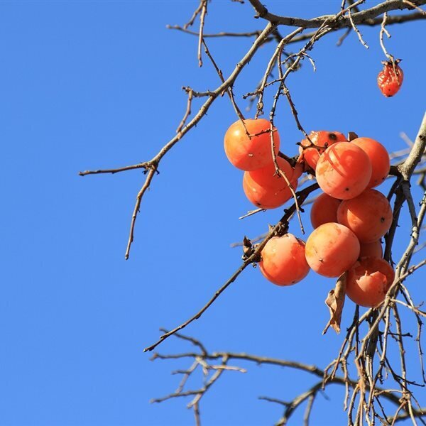 Cerimonia dell'albero di cachi