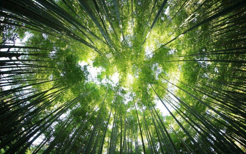 The secrets of the Japanese Shinrin-yoku