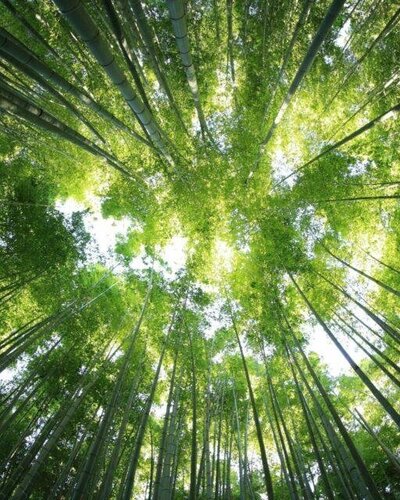 The secrets of the Japanese Shinrin-yoku