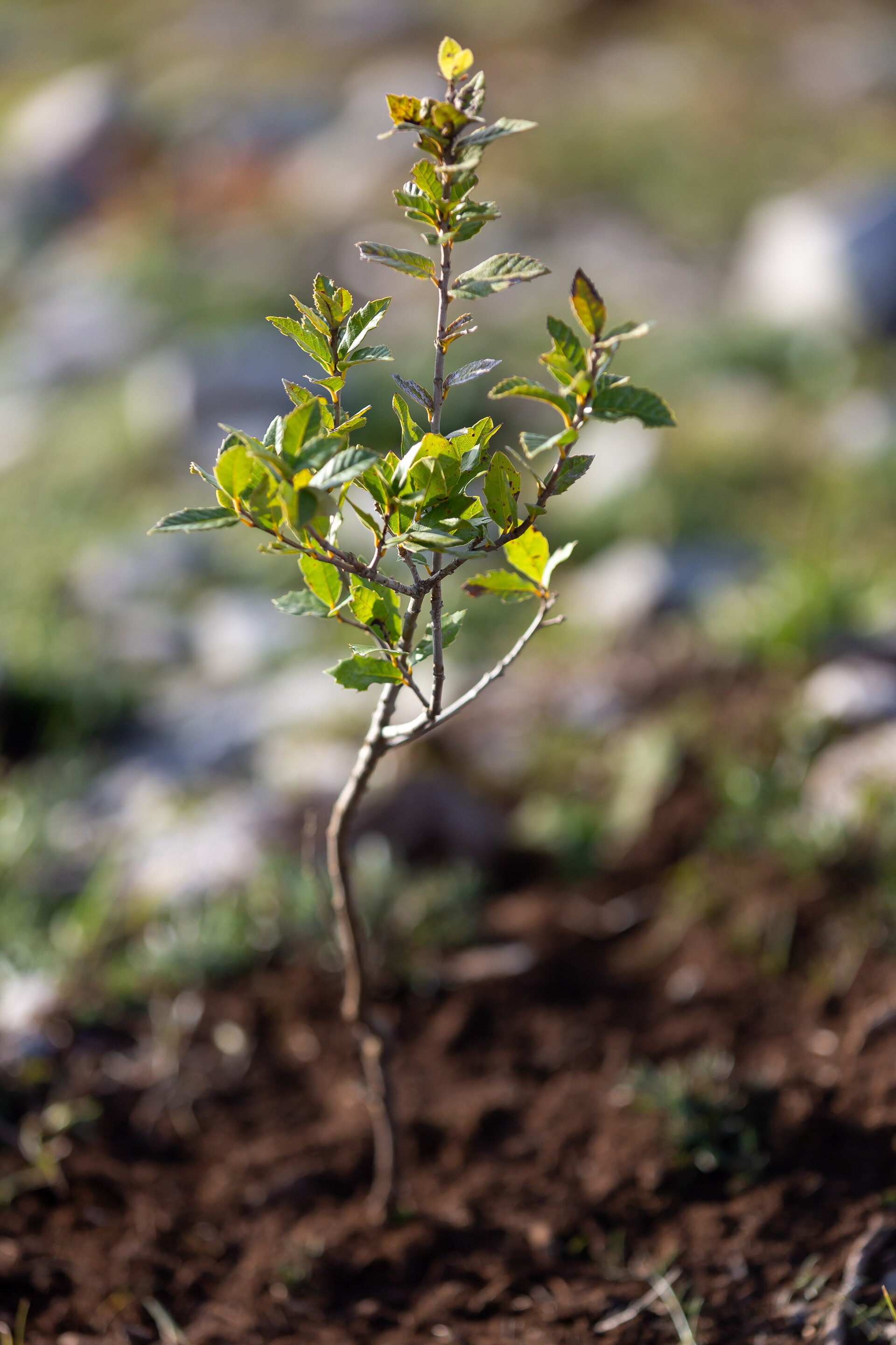 Participativna delavnica - Kulturna pokrajina za požarno odporen Kras: kako naprej?
