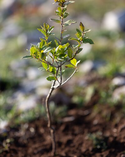 Workshop partecipativo - Paesaggio culturale per un Carso resistente al fuoco: come procedere?