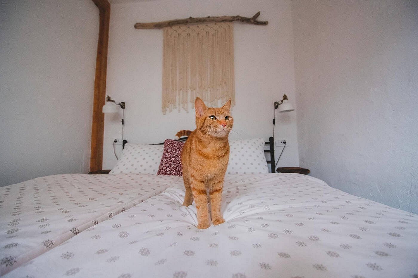 Apartma Cici Apartma Cici