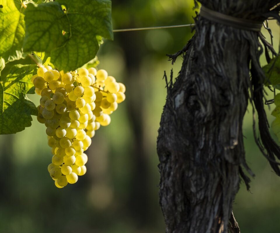 Proxyvfs.axd Image R344190 File Jpg Proxyvfs.axd Image R344190 File Jpg