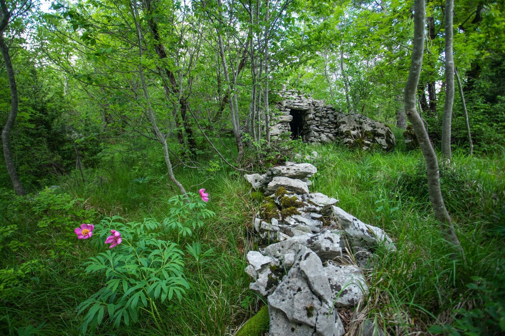 Kraški suhi zid in pastirske hiške Kraški suhi zid in pastirske hiške
