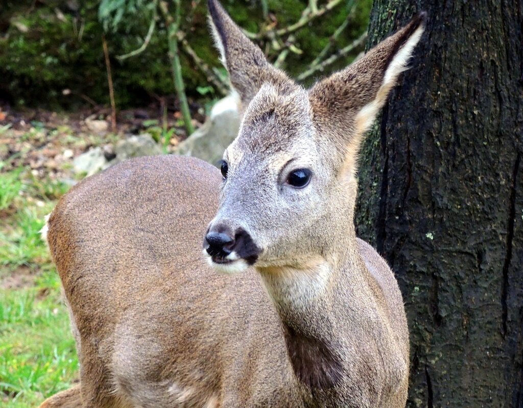 Il fascino della fauna selvatica