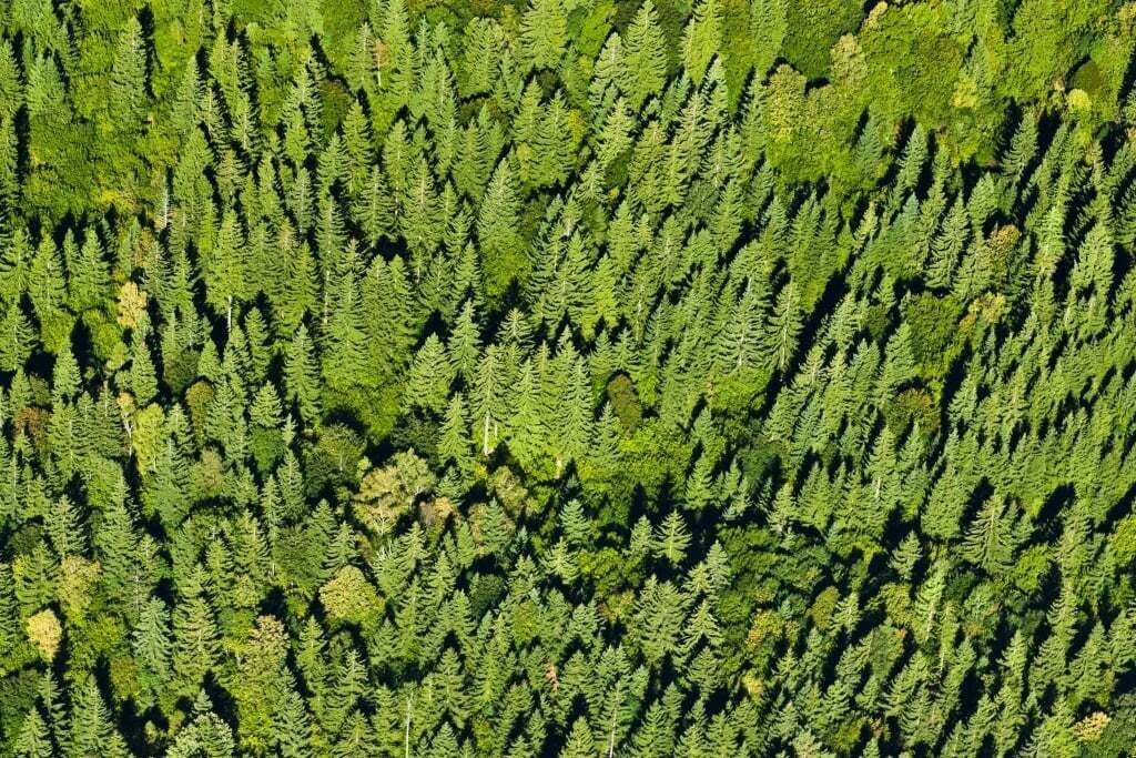 Files 12071 Cache C Prw Marijan Mocivnik Banjscice Planota Gozd 0144 C Prw C Prw