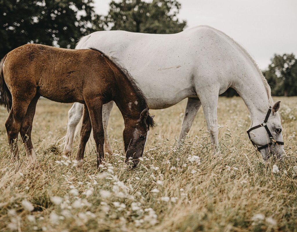Il parco equestre di Lipica