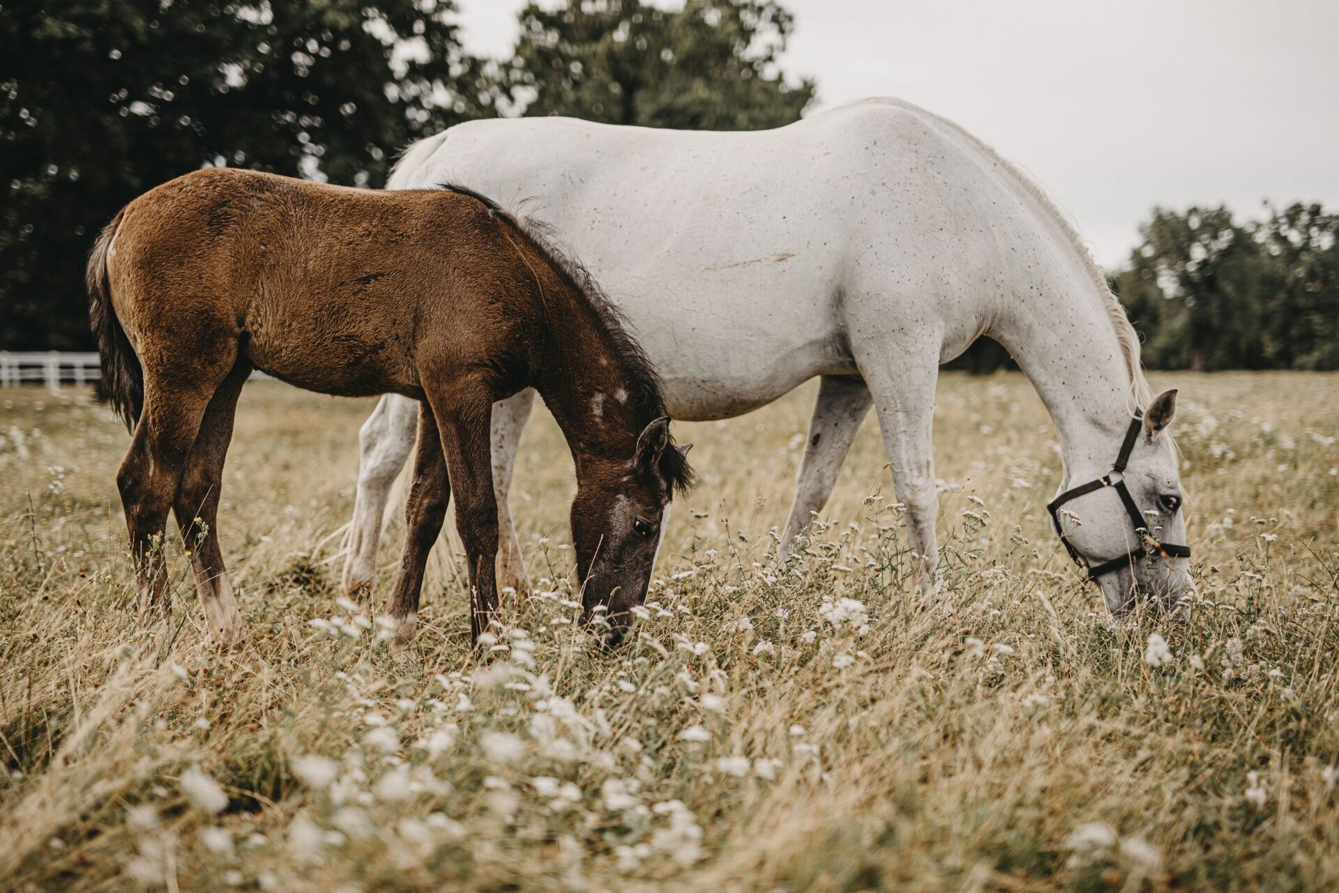 Il parco equestre di Lipica