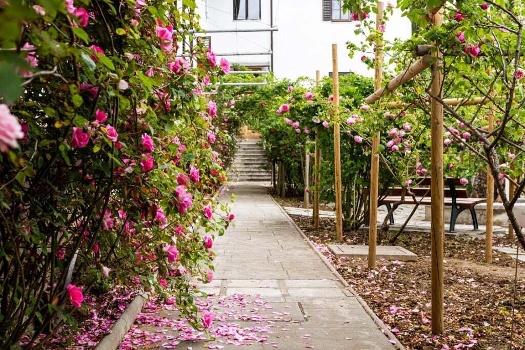 Files 12071 Cache C Prw Mongnkfestivalvrtnic250424fotoanarojc 45web67eff9747cb9f C Prw