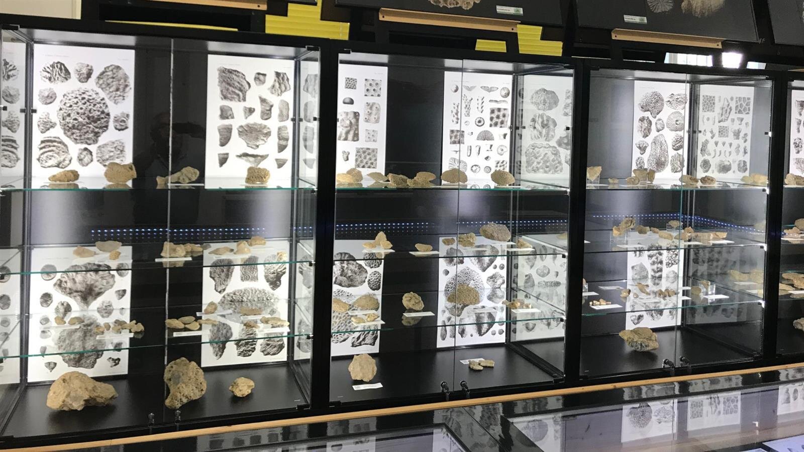 Museo Di Scienze Naturali Alvise Comel Tfvg 229438 Museo Di Scienze Naturali Alvise Comel Tfvg 229438