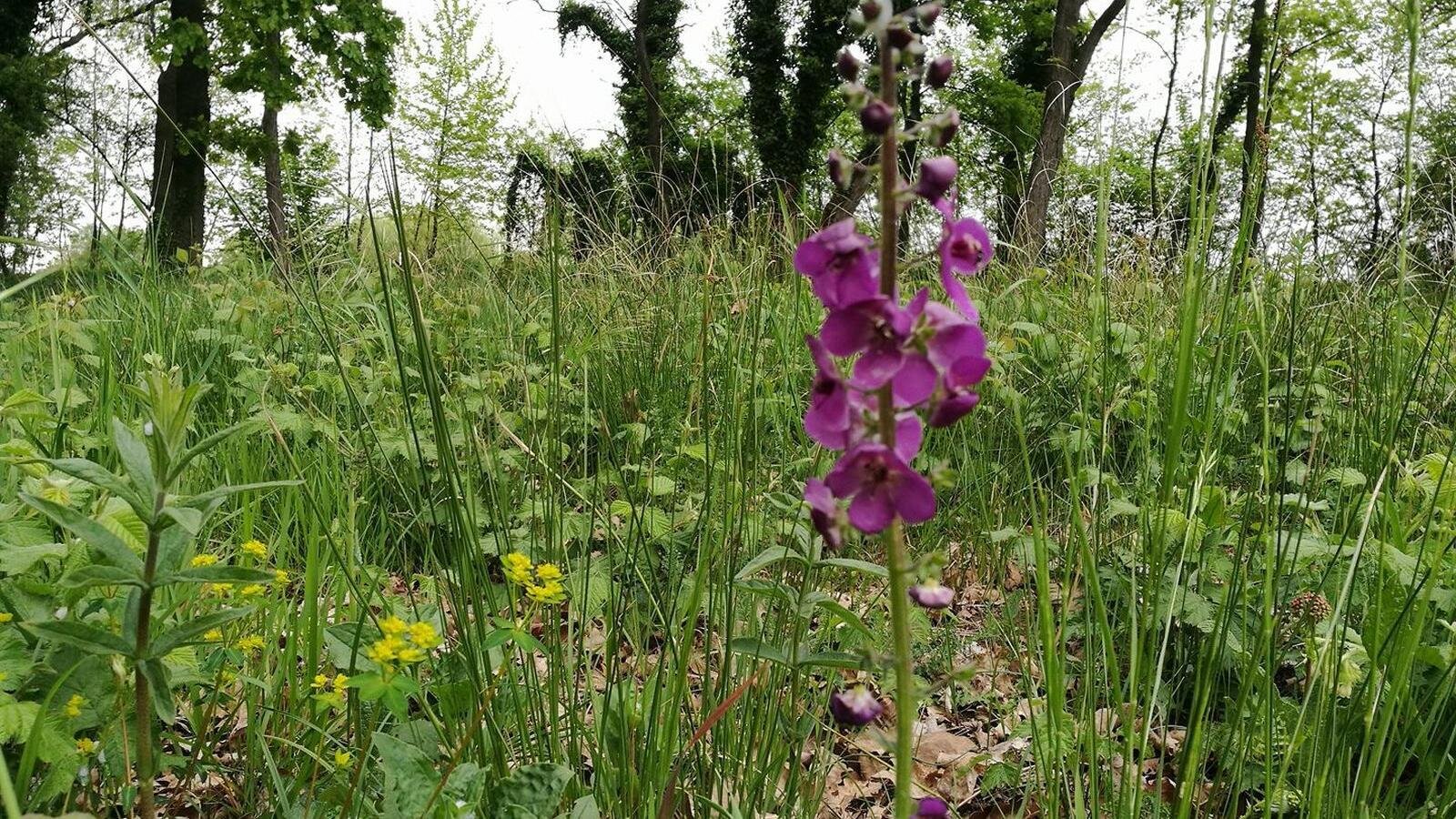 Parco delle Risorgive di Codroipo Parco delle Risorgive di Codroipo