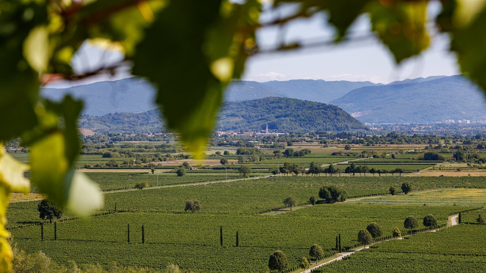 Tenuta Villanova Tenuta Villanova