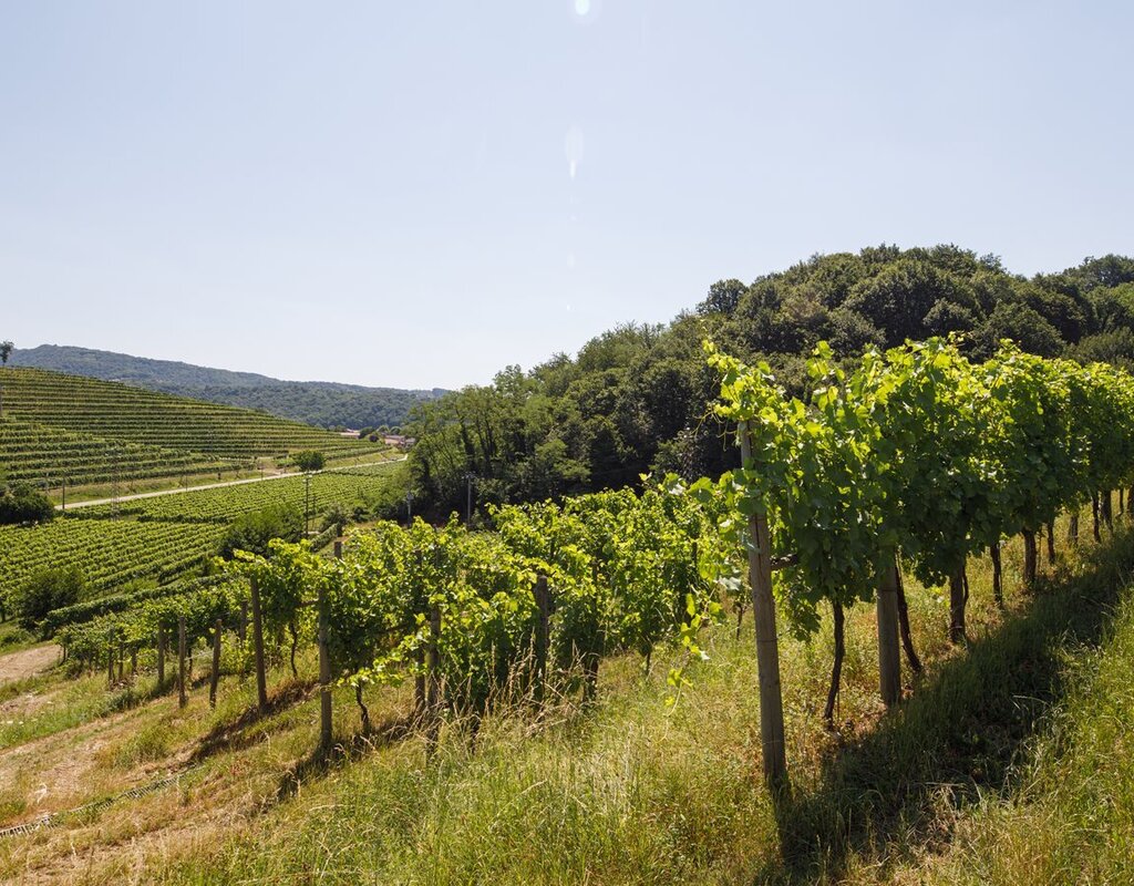 Vigna Traverso