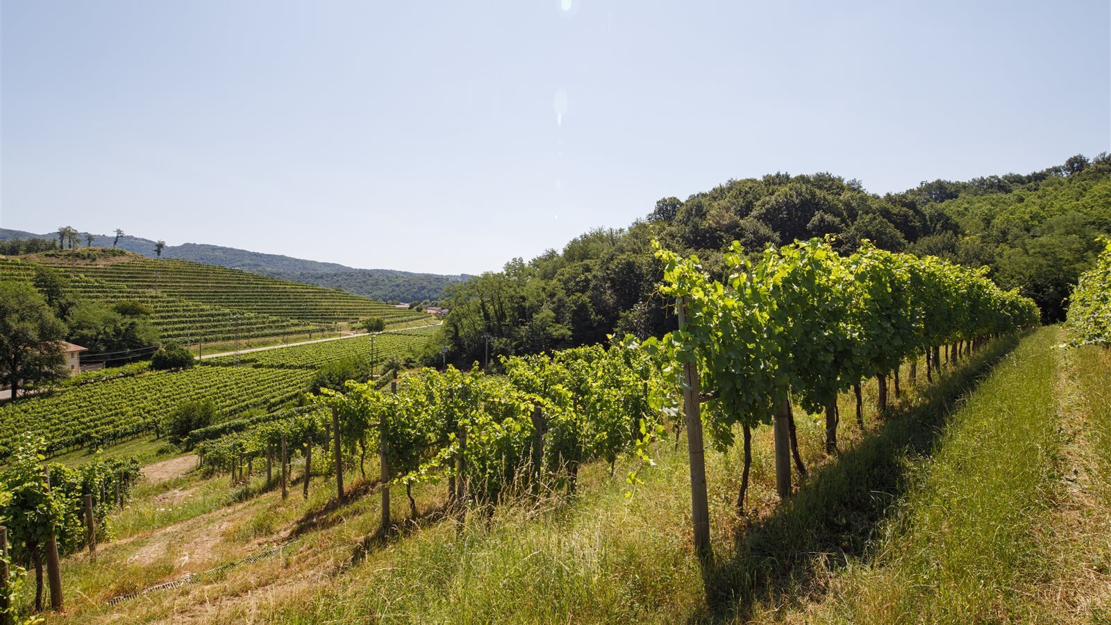 Vigna Traverso Vigna Traverso