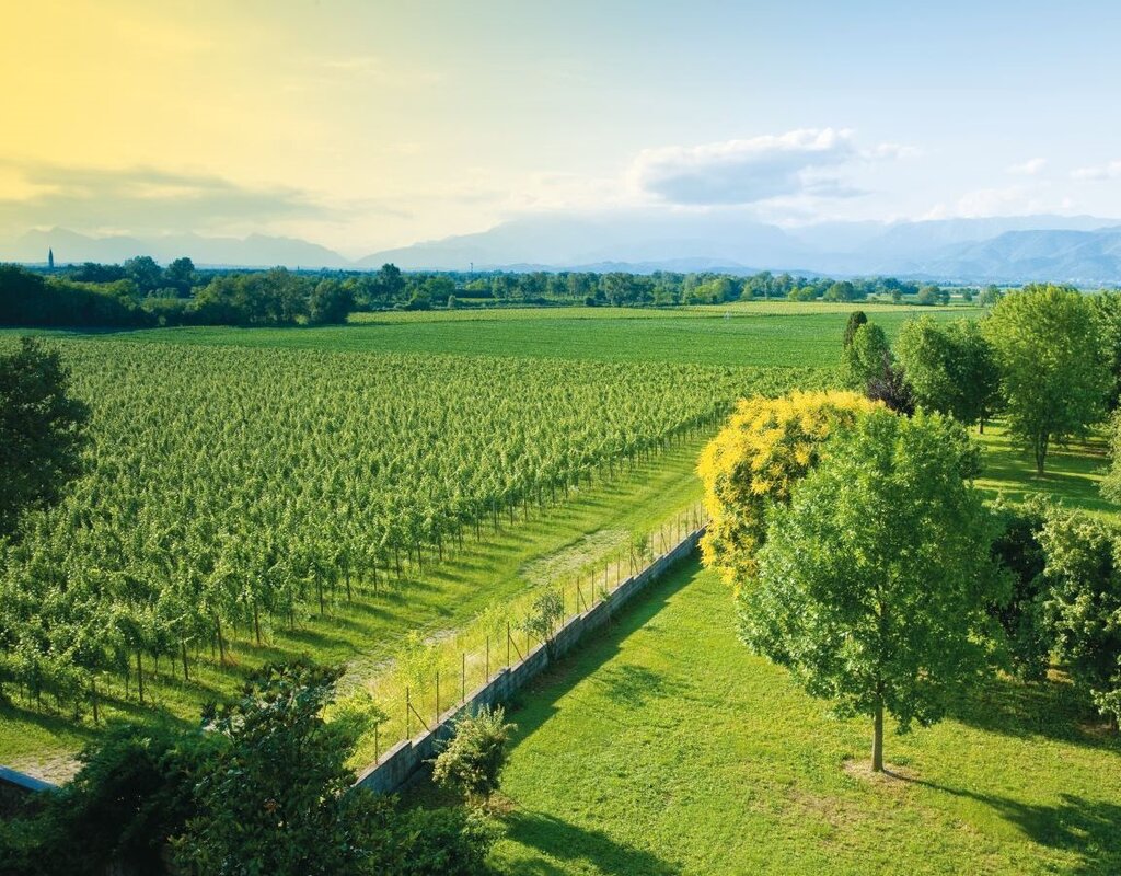 Vigne Del Malina Tfvg 77566