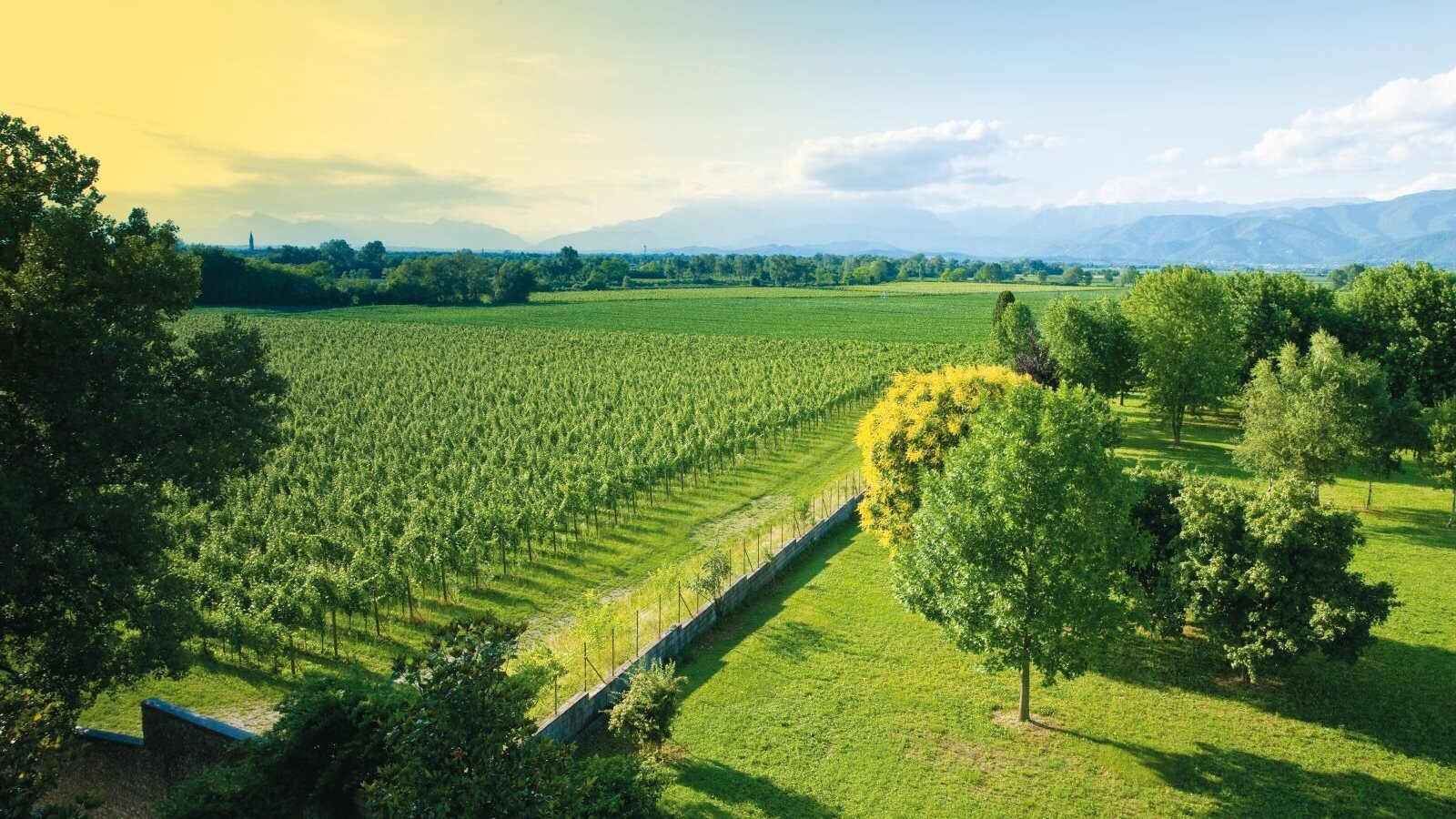 Vigne Del Malina Tfvg 77566 Vigne Del Malina Tfvg 77566