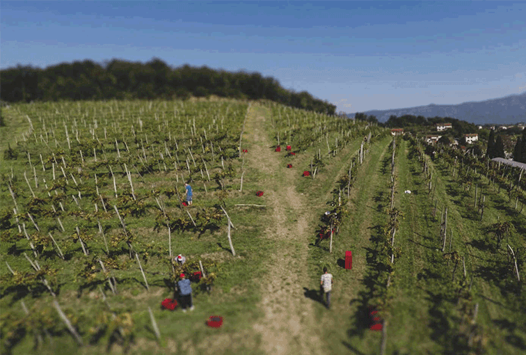 Upload Gallery 311 Vinograd Dron Upload Gallery 311 Vinograd Dron